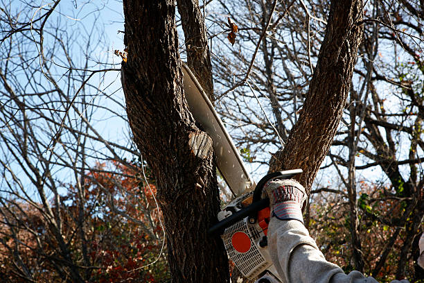Lawn Maintenance Plans in Chambersburg, PA