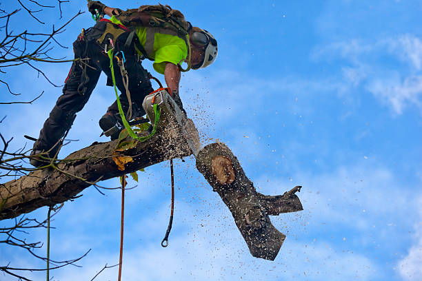 How Our Tree Care Process Works  in  Chambersburg, PA